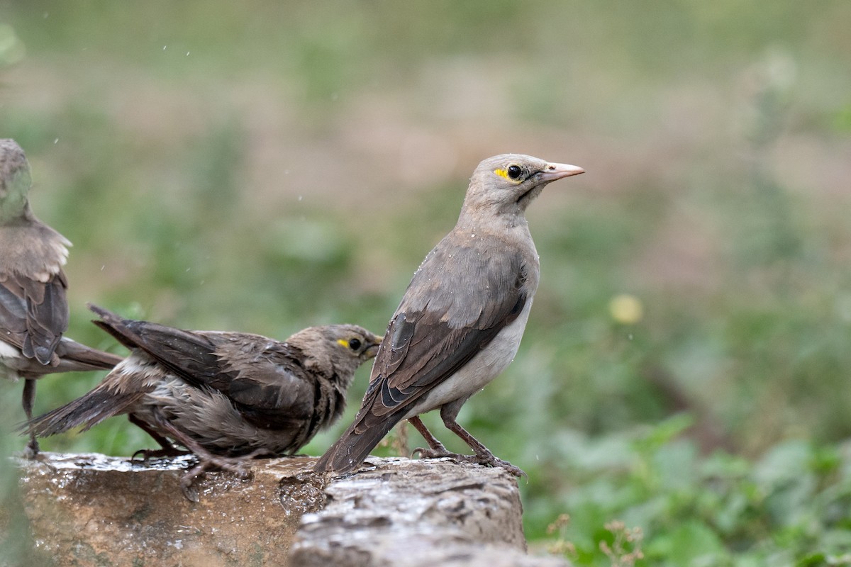 Wattled Starling - ML643953278