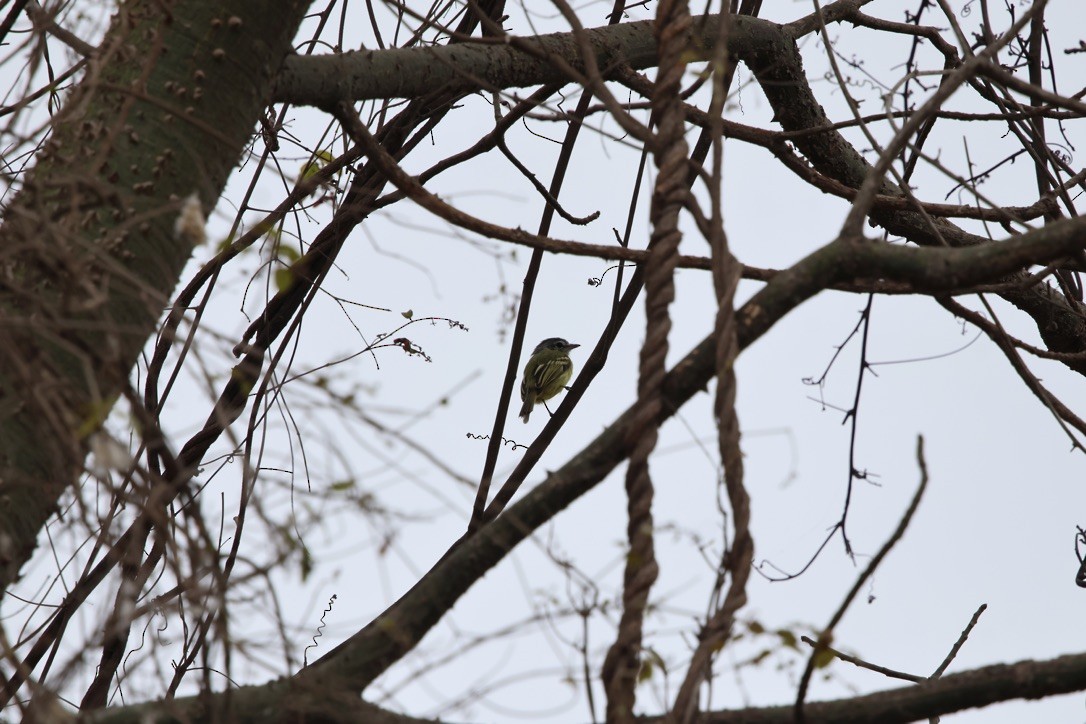 Yellow-olive Flatbill - ML643953288