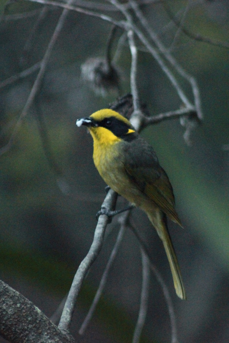 Yellow-tufted Honeyeater - ML643953289
