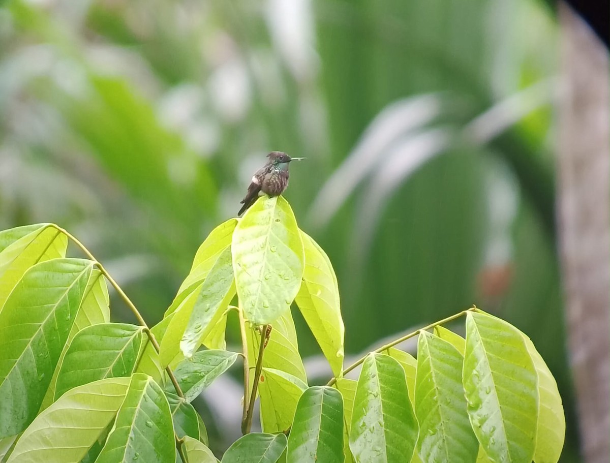 sommerfuglkokette - ML643953293