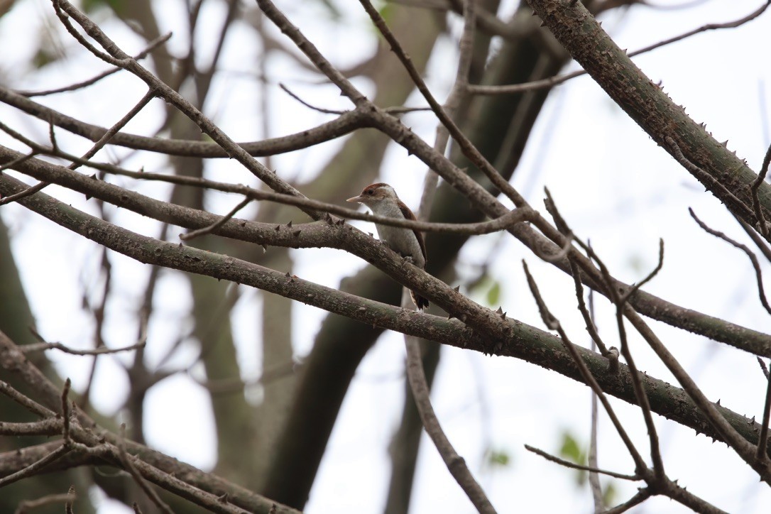 Scarlet-backed Woodpecker - ML643953295
