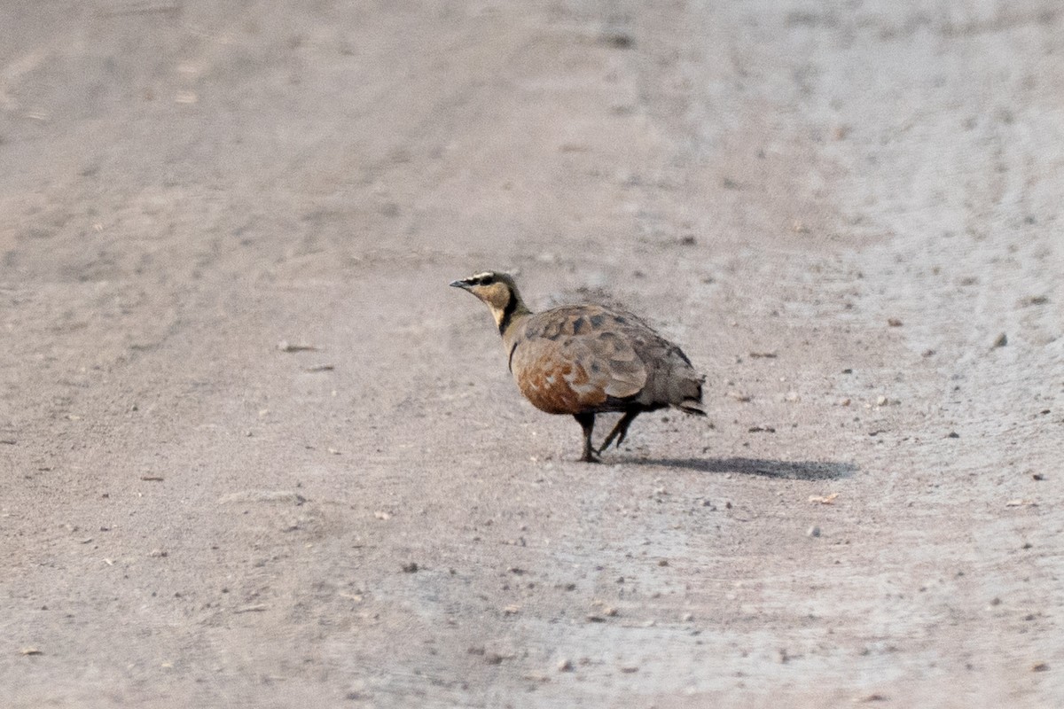 Yellow-throated Sandgrouse - ML643953303