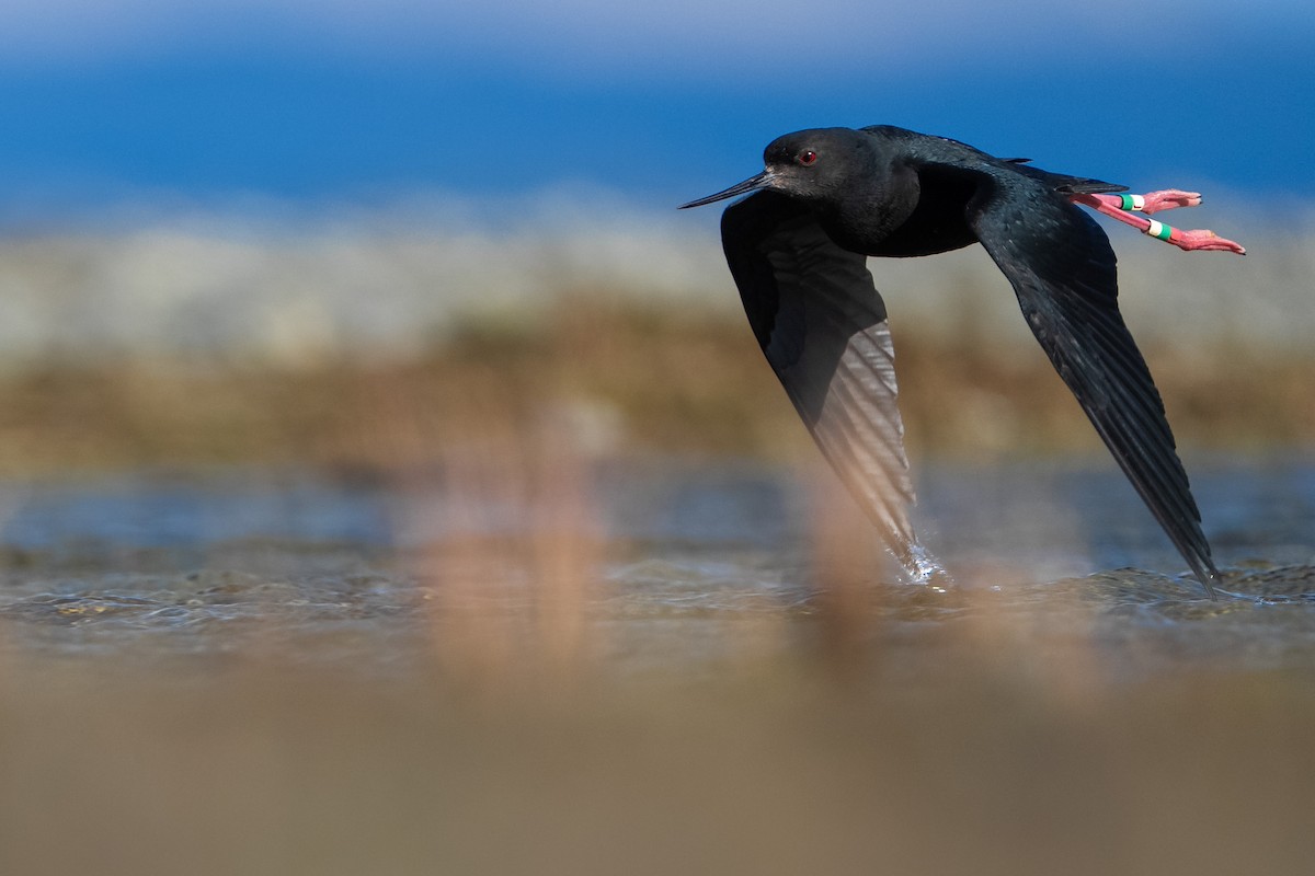 Black Stilt - ML643953307