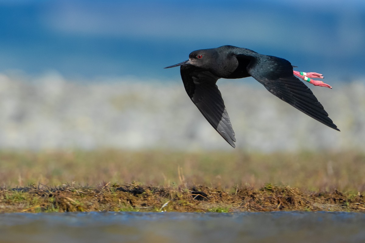 Black Stilt - ML643953308