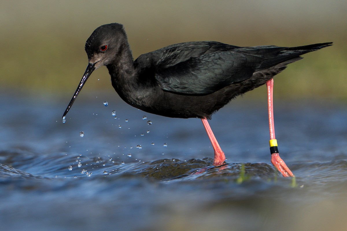Black Stilt - ML643953309