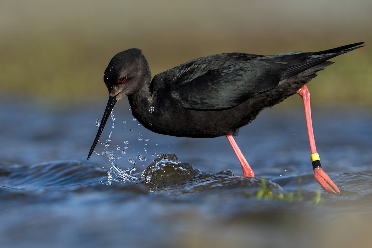 Black Stilt - ML643953310