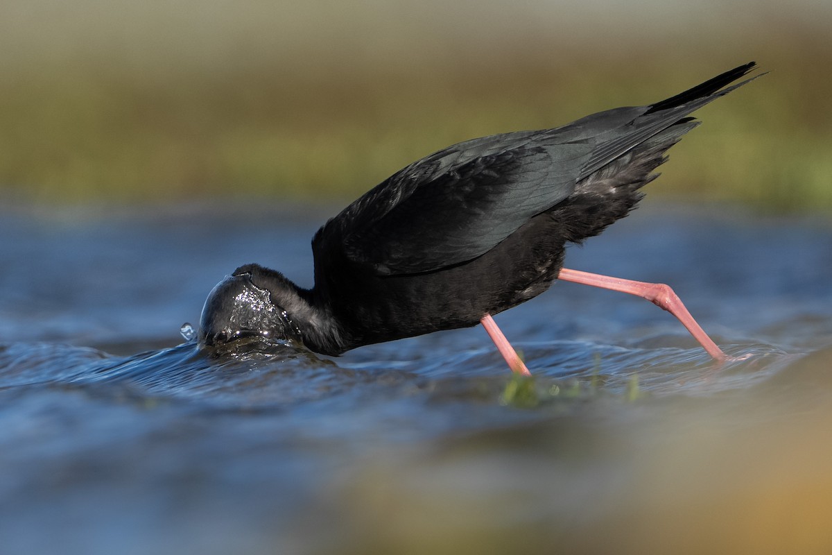 Black Stilt - ML643953311