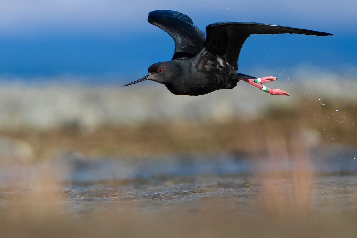 Black Stilt - ML643953312