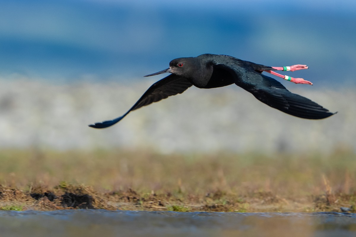 Black Stilt - ML643953313