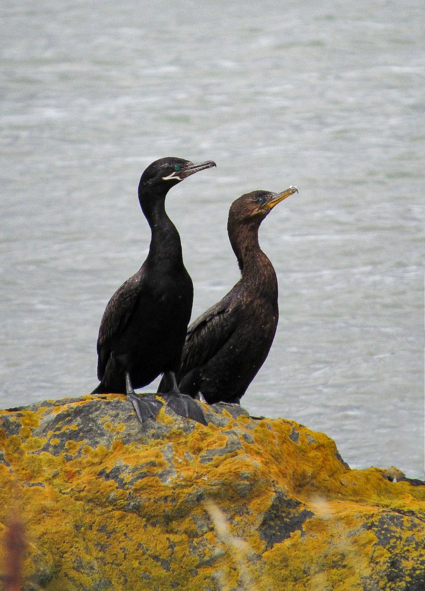 Neotropic Cormorant - ML643953330