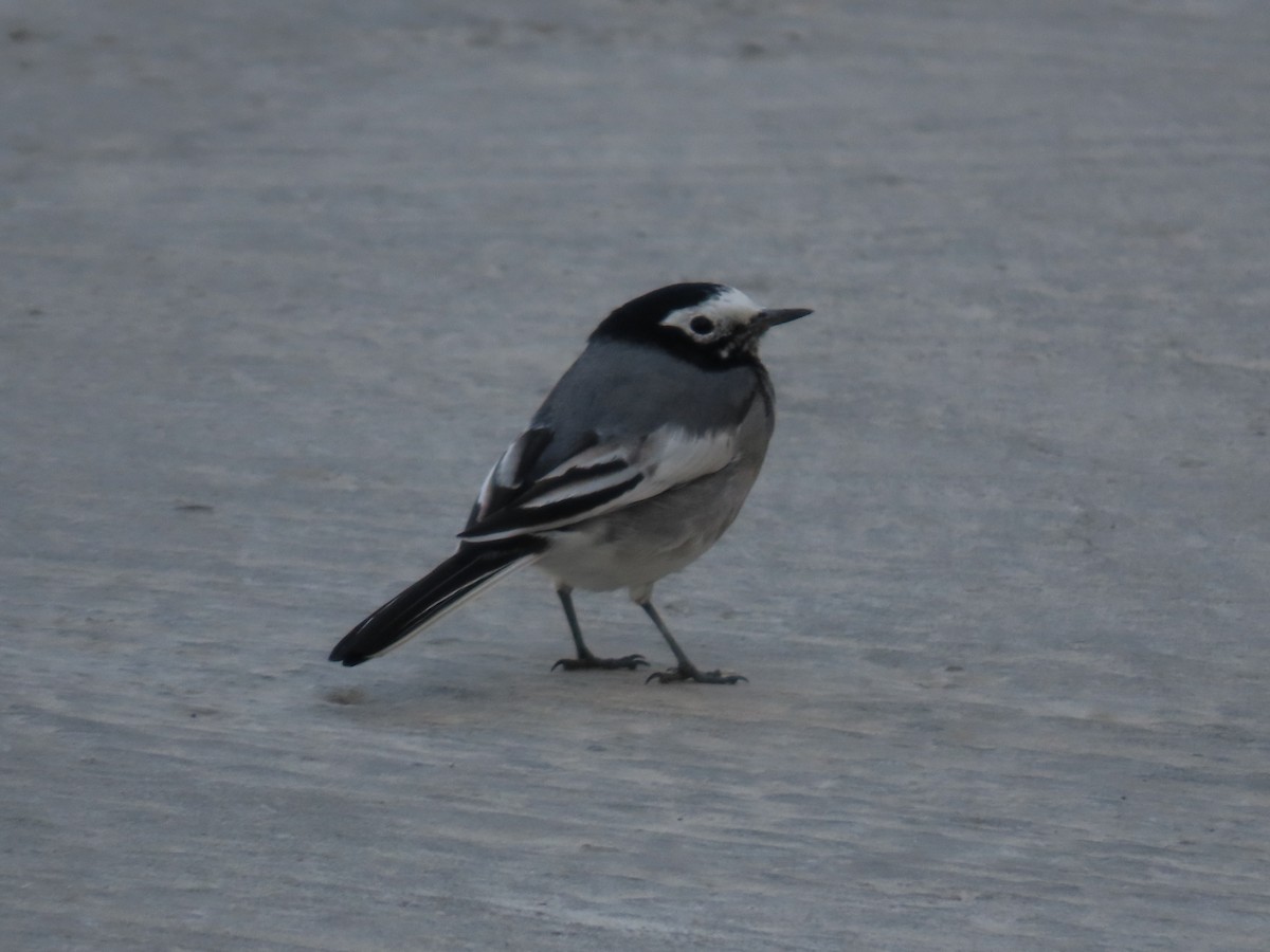 White Wagtail (Masked) - ML643953337