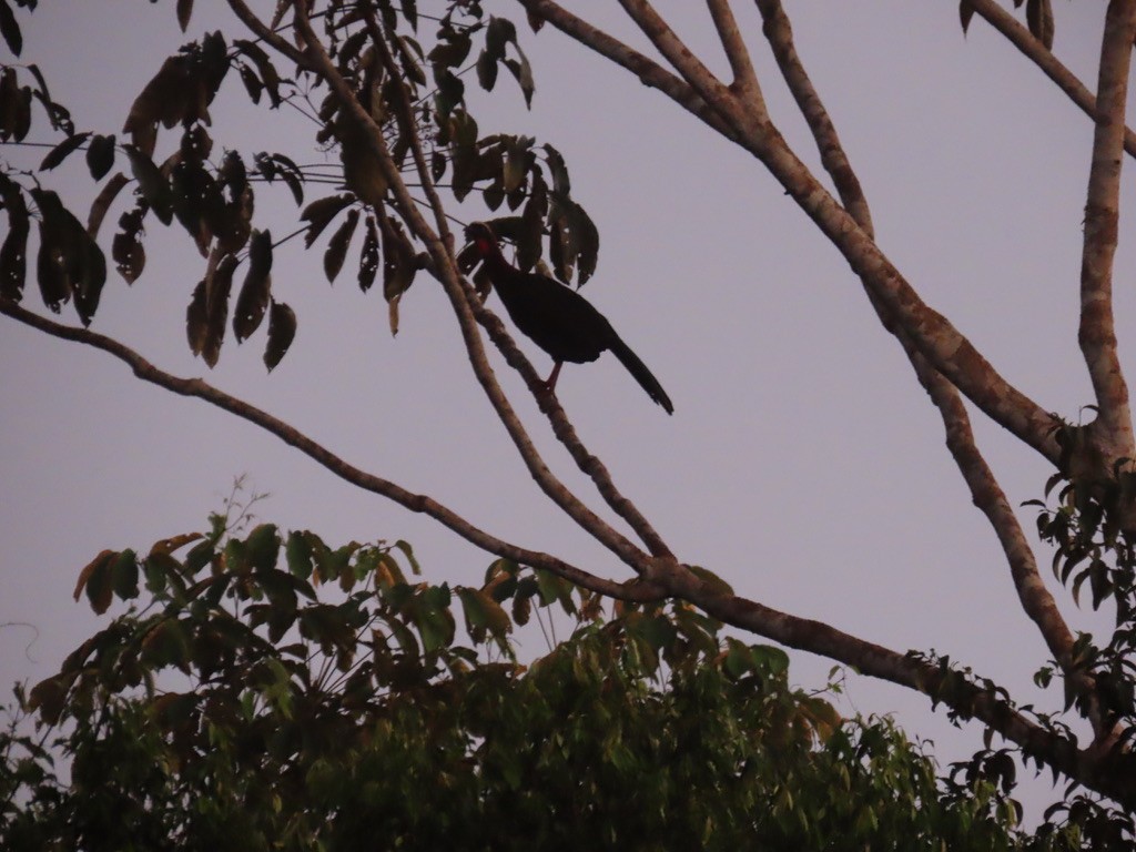 シロガシラシャクケイ - ML643953339