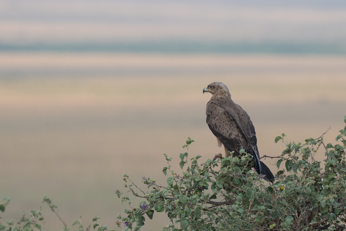 Tawny Eagle - ML643953343
