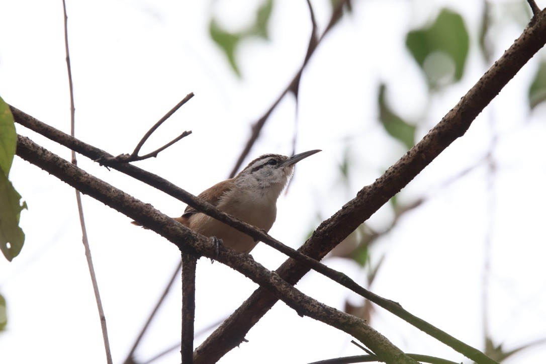 střízlík bělobrvý - ML643953347