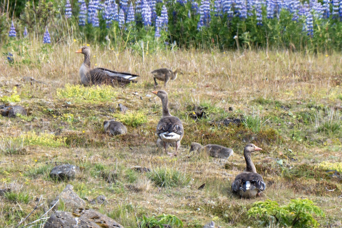 Graylag Goose - ML643953348