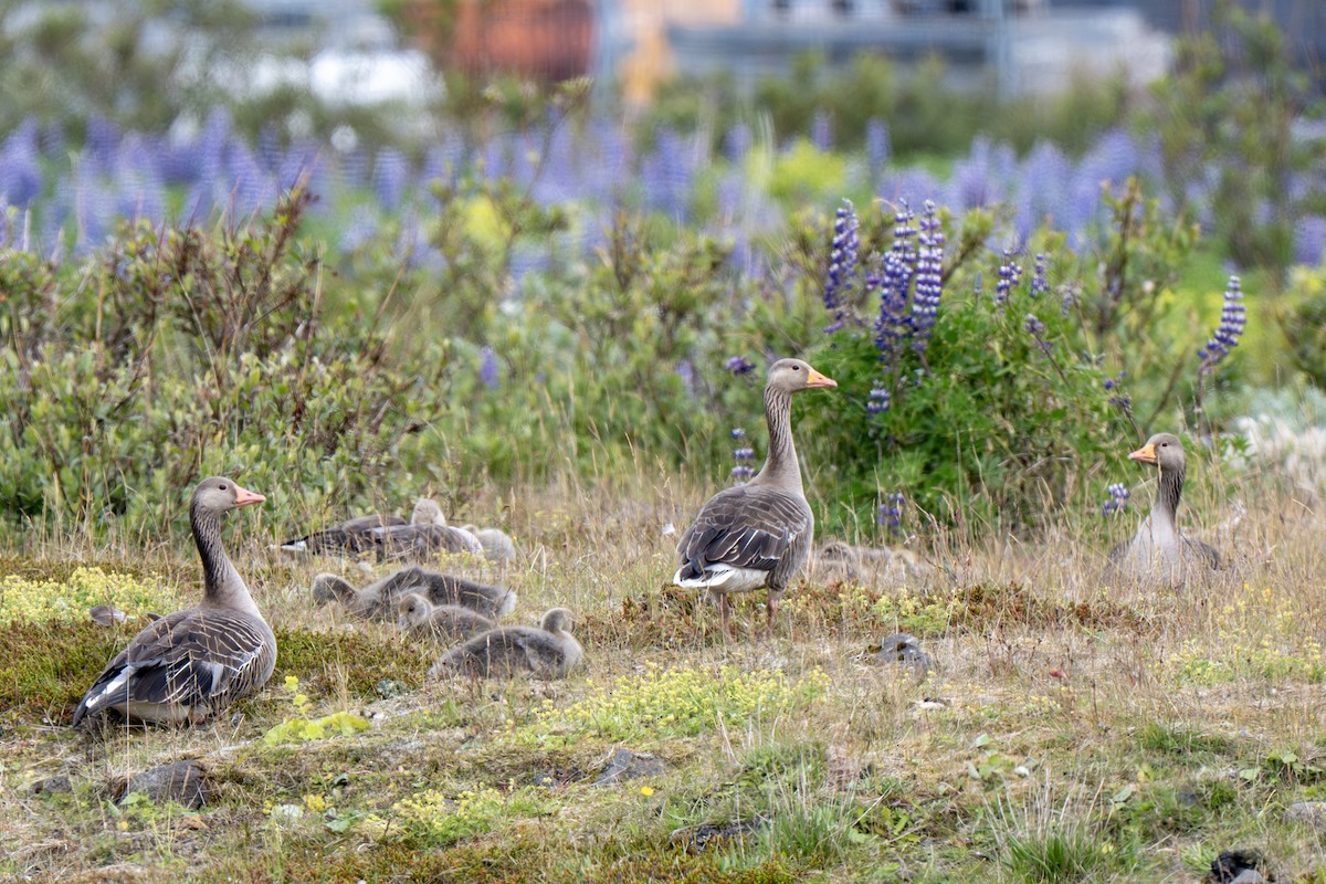 Graylag Goose - ML643953349