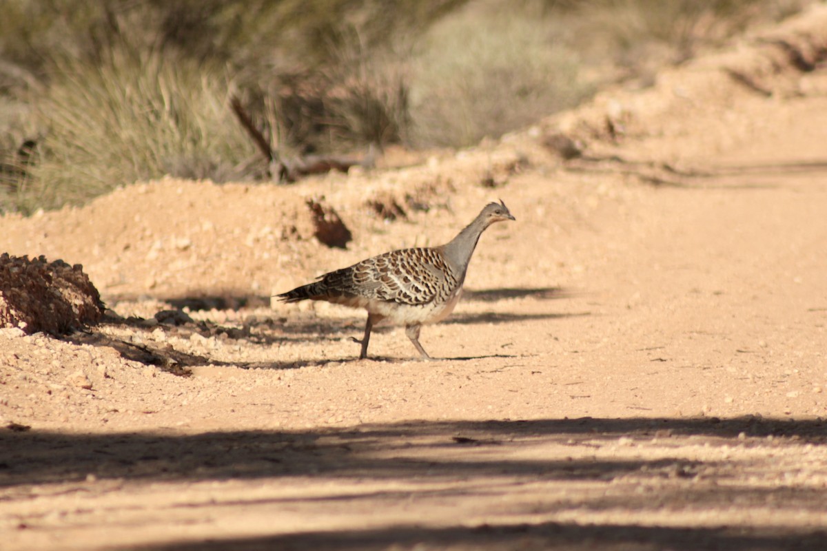 Malleefowl - ML643953359