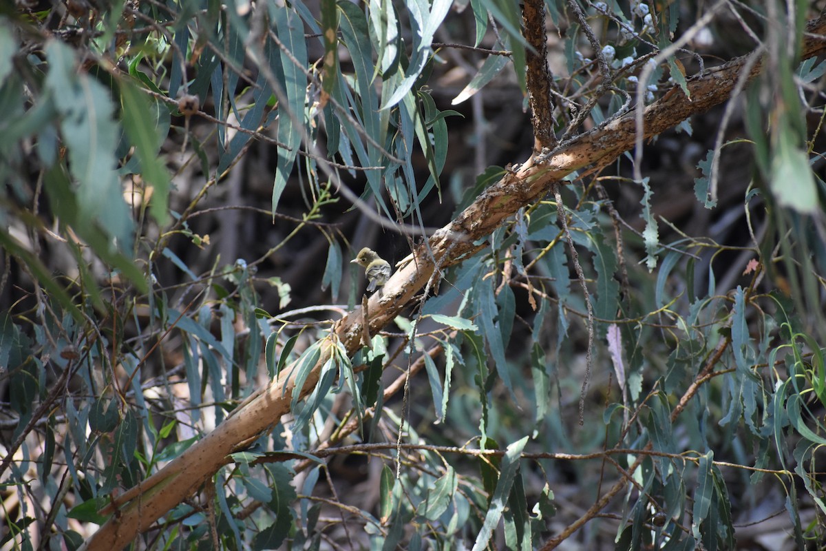 Western Flycatcher (Pacific-slope) - ML643953362