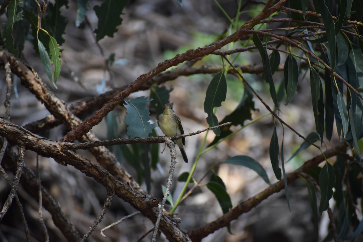 Western Flycatcher (Pacific-slope) - ML643953363