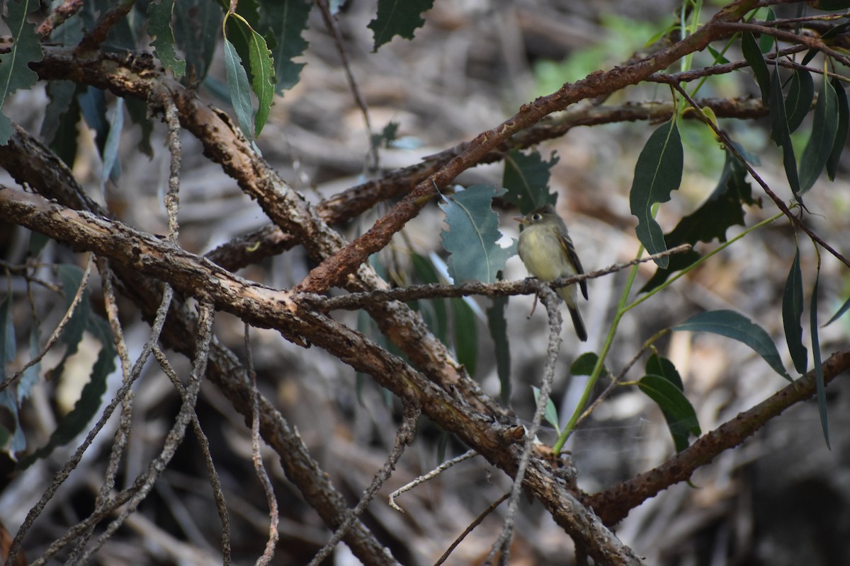 Western Flycatcher (Pacific-slope) - ML643953364