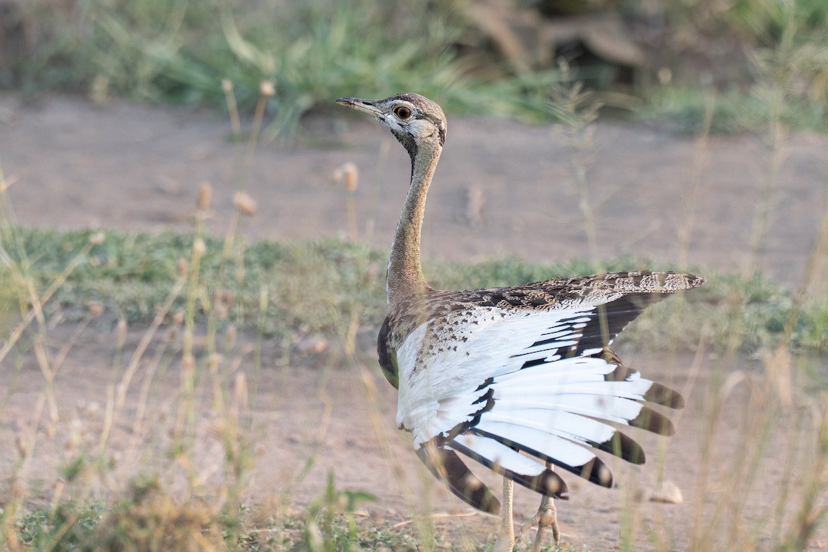 drop černobřichý - ML643953372