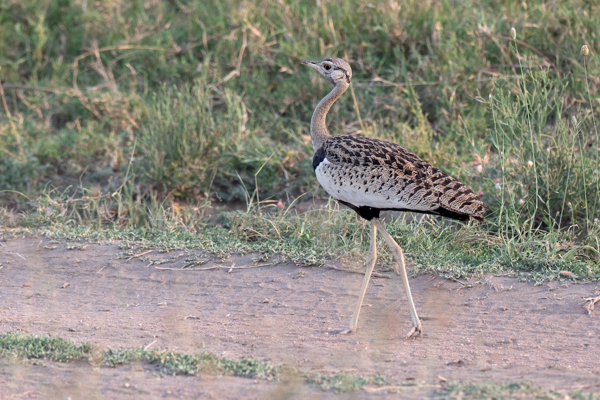 drop černobřichý - ML643953373