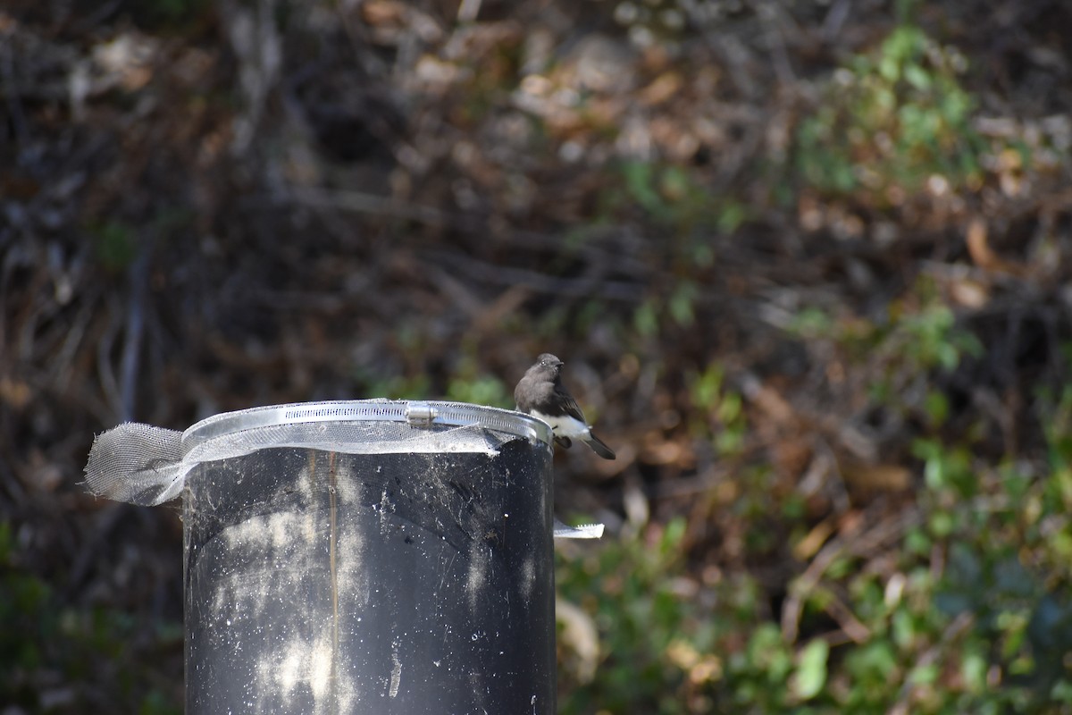 Black Phoebe - ML643953375