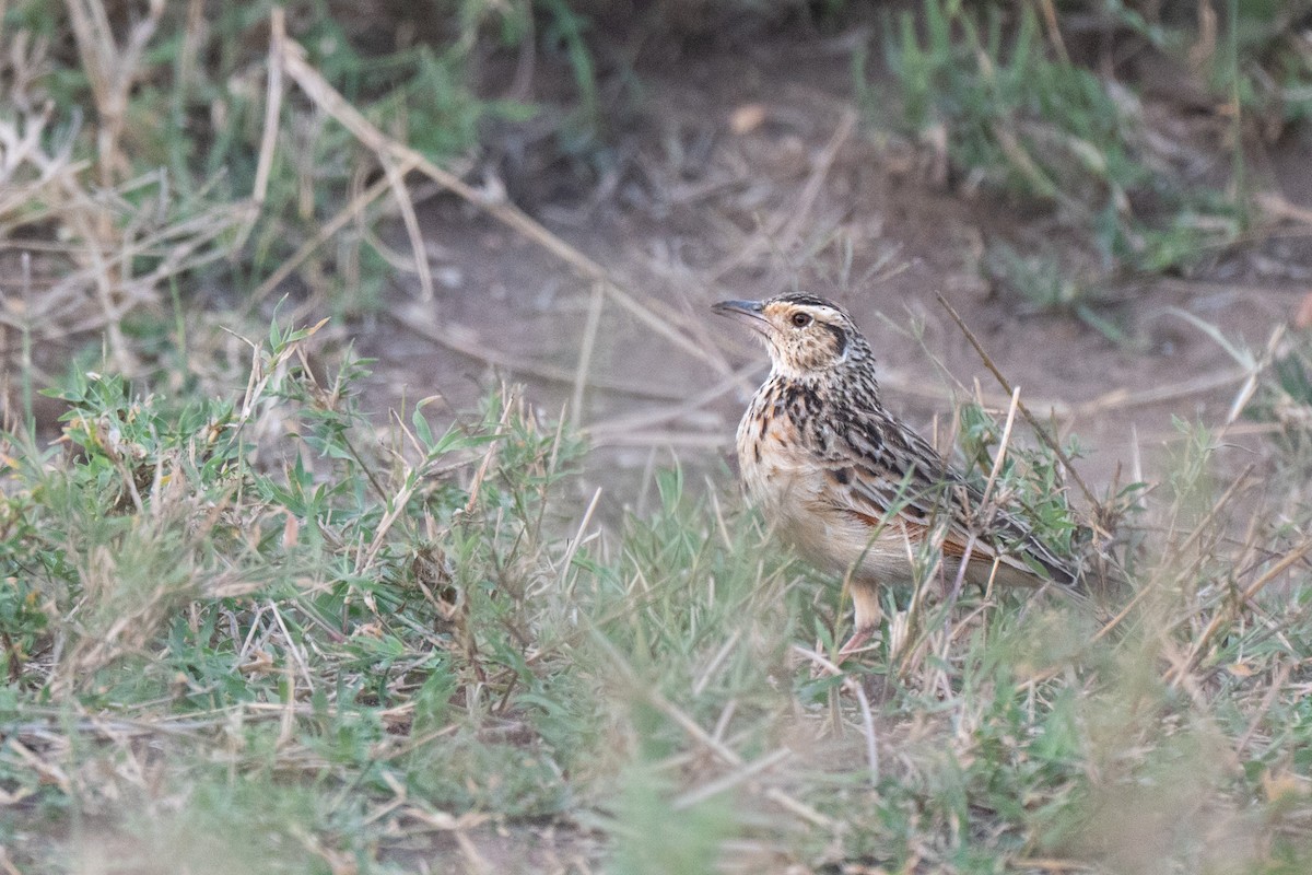 skřivan rezavotýlý - ML643953391