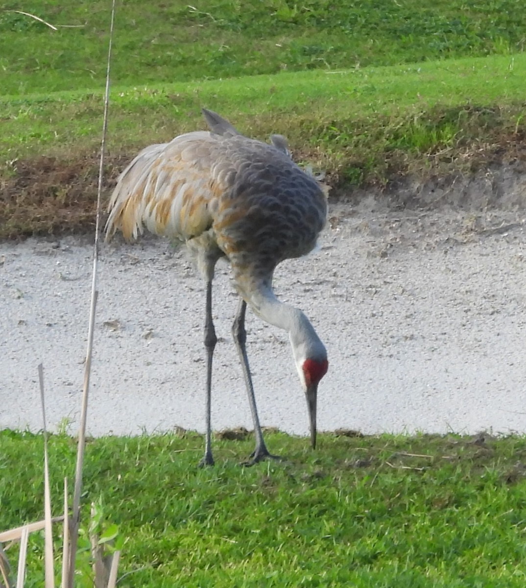Sandhill Crane (Florida) - ML643953398