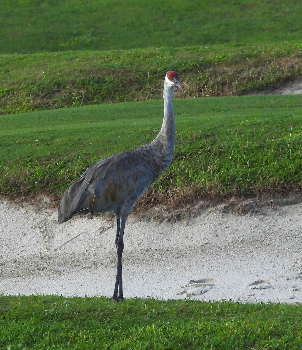 Sandhill Crane (Florida) - ML643953399