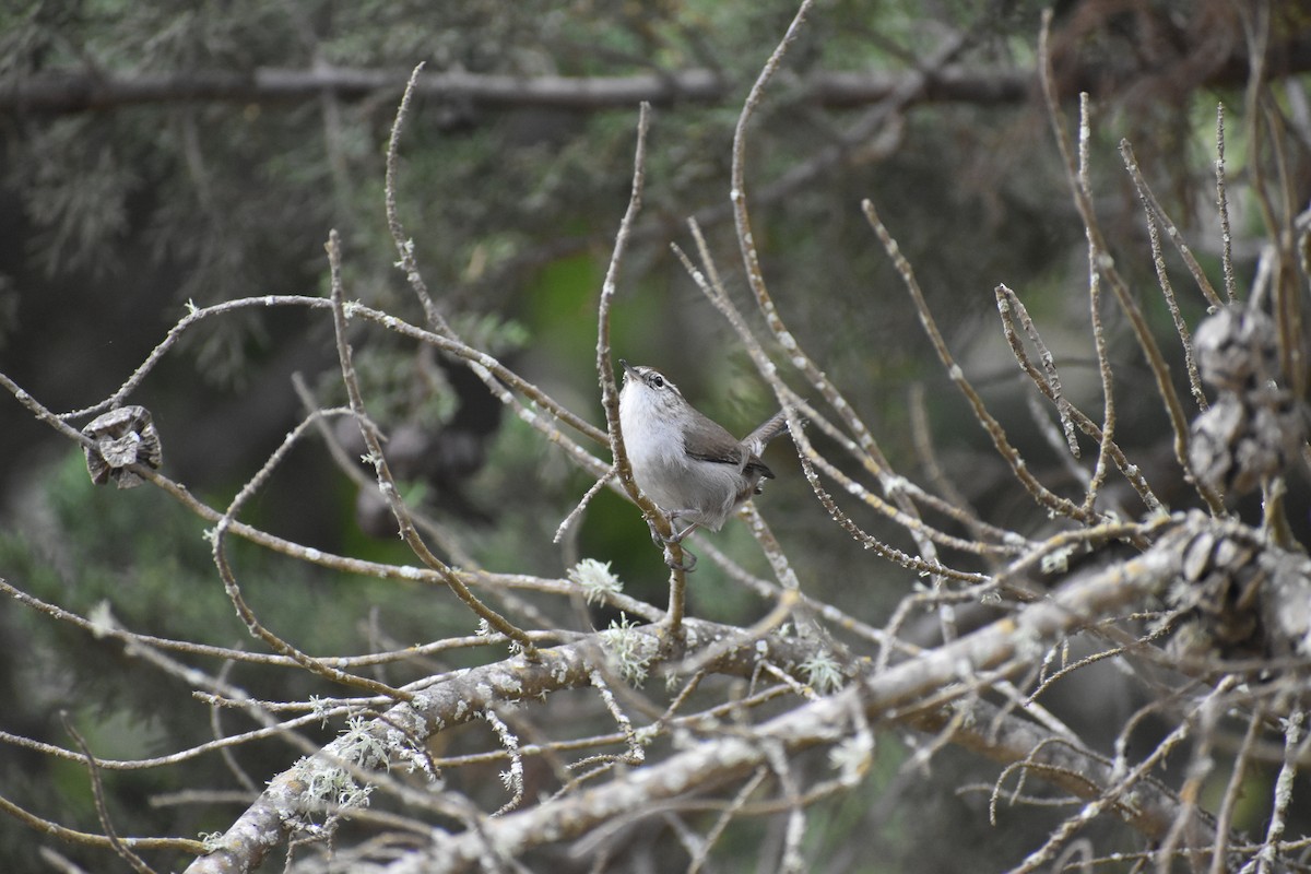Bewick's Wren (spilurus Group) - ML643953401