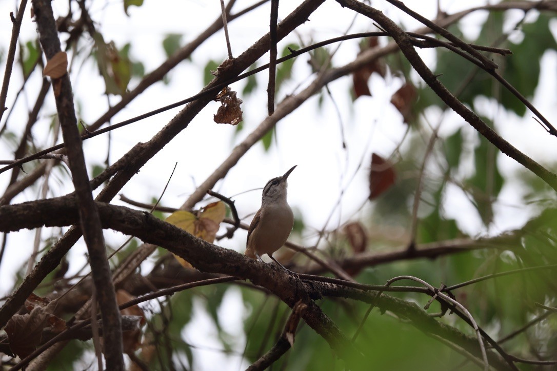 střízlík bělobrvý - ML643953406