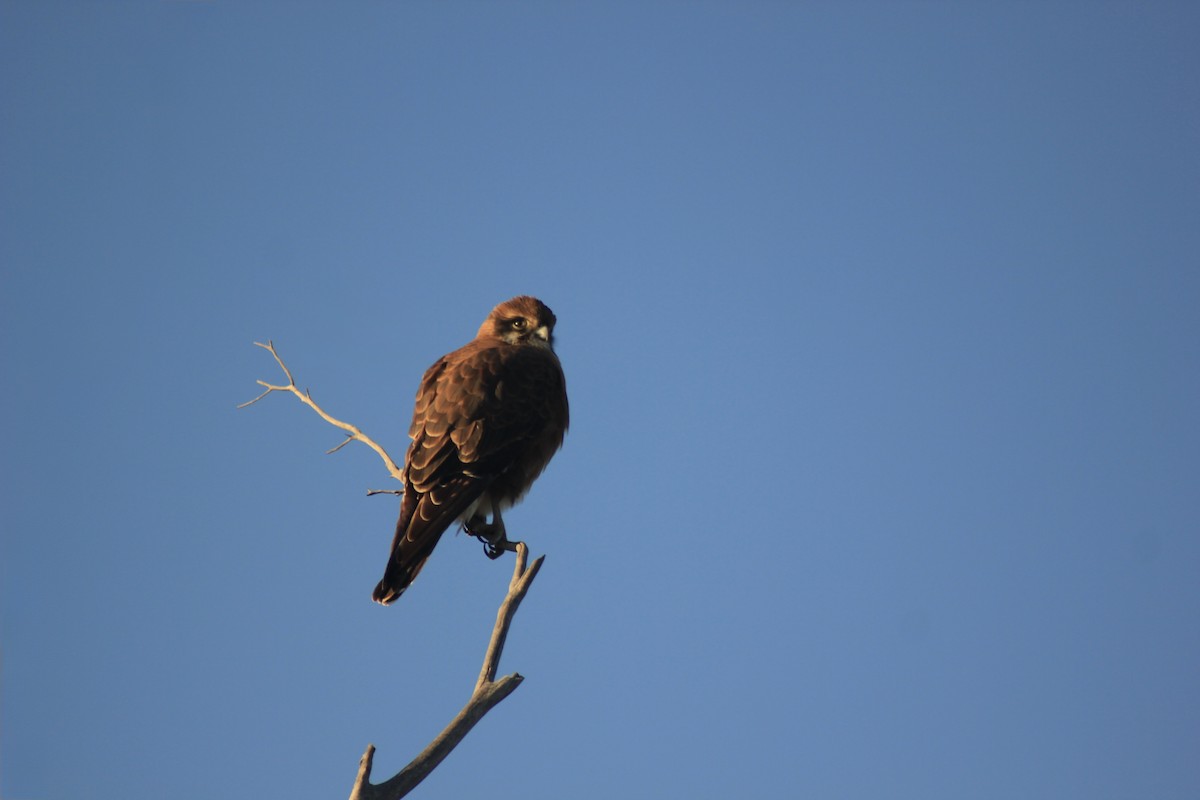 Brown Falcon - ML643953407