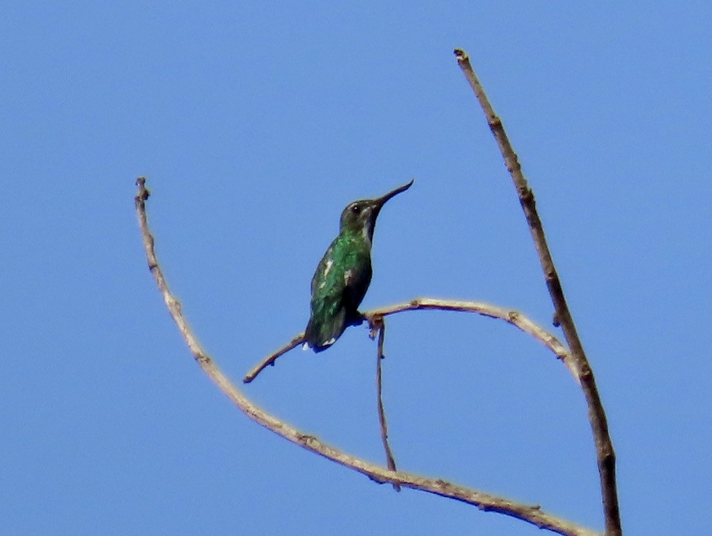 Fiery-tailed Awlbill - ML643953420