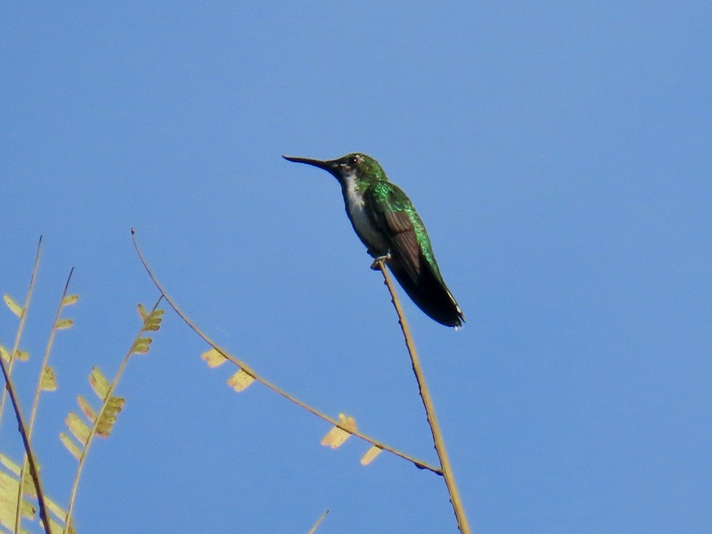 Fiery-tailed Awlbill - ML643953422