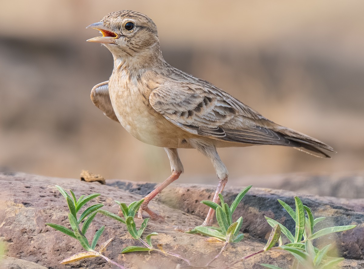 Alouette de Sykes - ML643953436