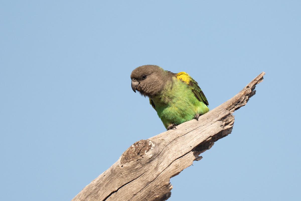 gulissepapegøye - ML643953451