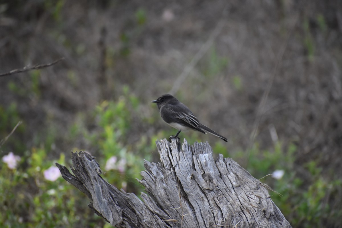 Black Phoebe - ML643953457