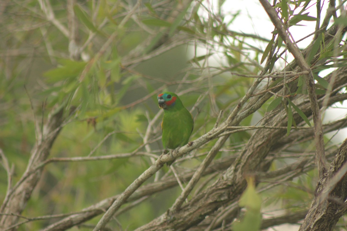 Double-eyed Fig-Parrot - ML643953458