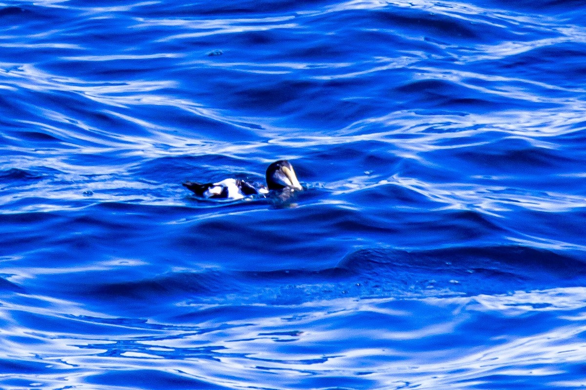 Eider à duvet (dresseri) - ML643953460