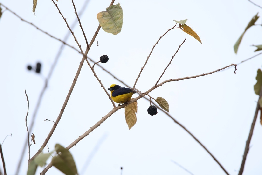 libohlásek tlustozobý - ML643953470