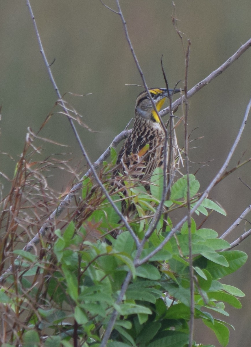 Eastern Meadowlark - ML643953476