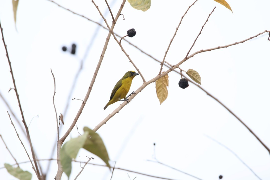 libohlásek tlustozobý - ML643953483