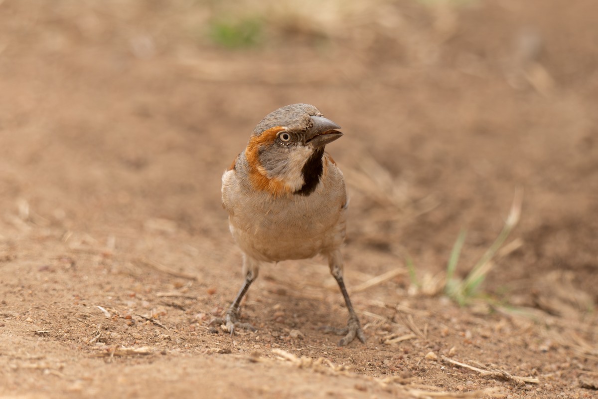 Kenya Rufous Sparrow - ML643953488