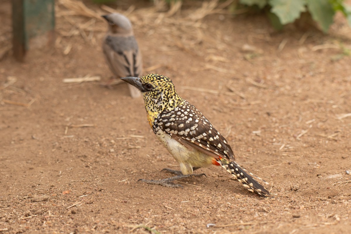 småperleskjeggfugl (usambiro) (masaiperleskjeggfugl) - ML643953499