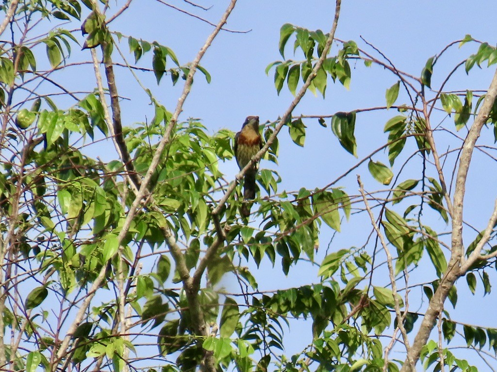 Brown-chested Barbet - ML643953506