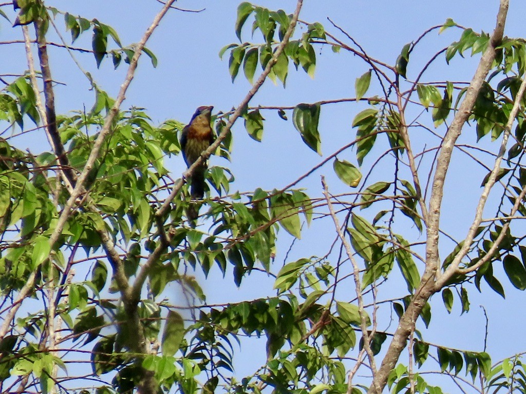 Brown-chested Barbet - ML643953507