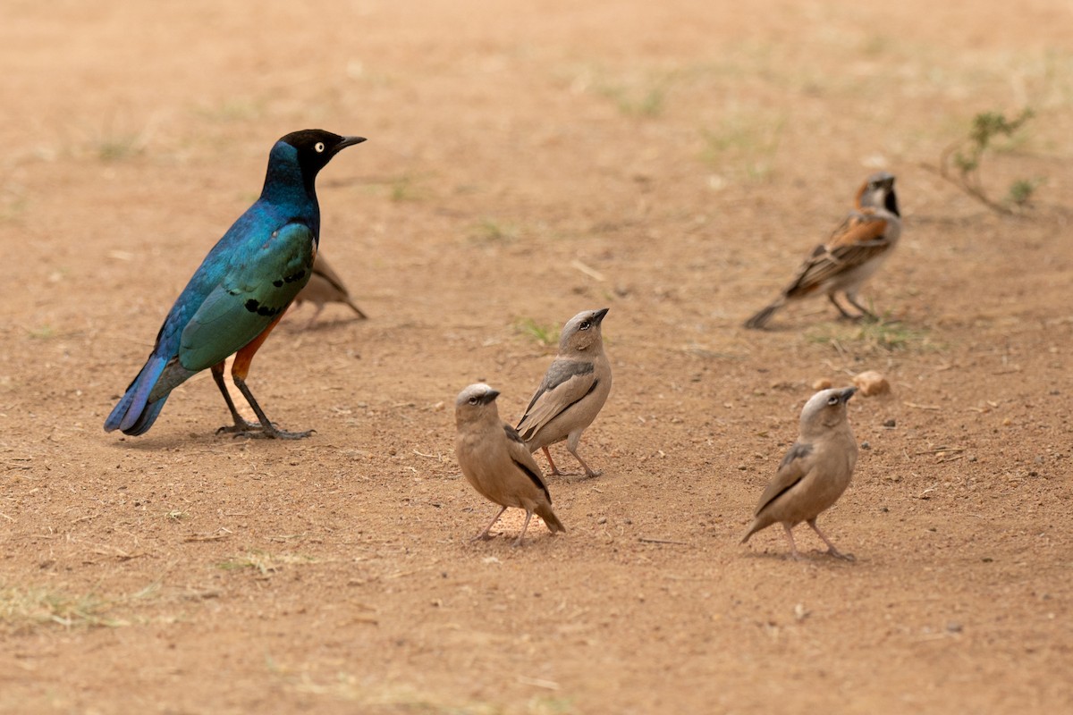 leskoptev nádherná - ML643953517