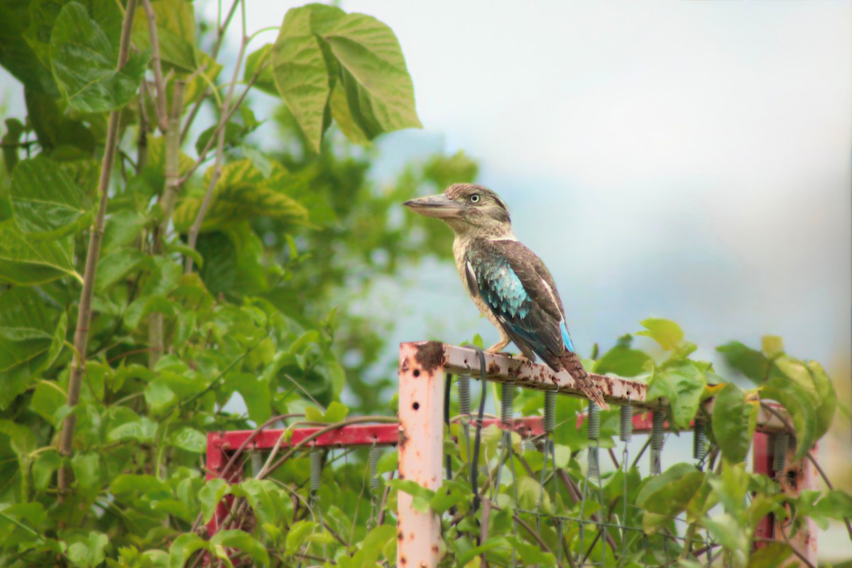 Blue-winged Kookaburra - ML643953519