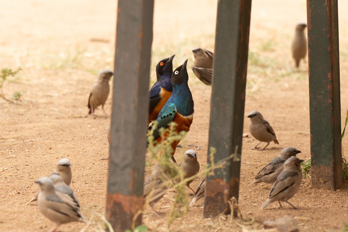 leskoptev nádherná - ML643953520